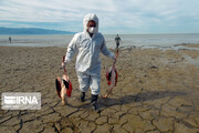 لاشه هزار و ۴۰۴ پرنده تلف‌شده در خلیج گرگان جمع‌آوری شد 