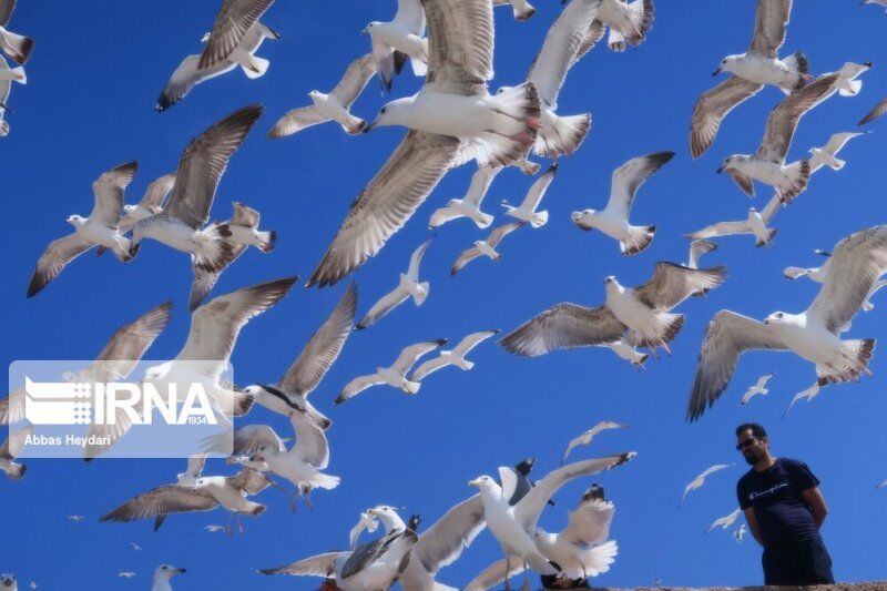 جمعیت پرندگان مهاجر بوشهر ۸ درصد افزایش یافت