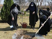 امام جمعه شیراز: تشکل‌های بانوان در طرح ملی کاشت درخت مشارکت کنند