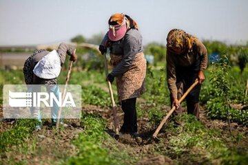 یک‌هزار شغل روستایی رهاوردی ماندگار در خمین