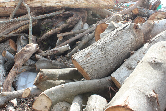 هزار و ۵۶۰ متر مکعب چوب در خراسان شمالی تولید شد