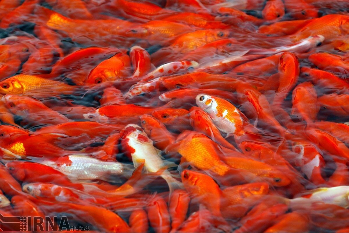  مردم ماهی قرمز را از مراکز دارای پروانه بهداشتی خریداری کنند