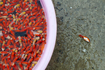 پرورش ماهی قرمز در رشت