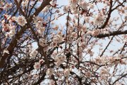 Albaricoques en flor en Bukán 

