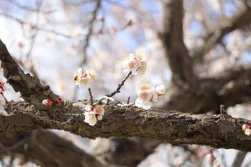 Albaricoques en flor en Bukán 
