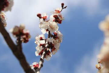 Albaricoques en flor en Bukán 
