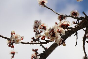 Albaricoques en flor en Bukán 
