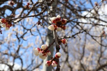 Albaricoques en flor en Bukán 
