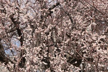 Albaricoques en flor en Bukán 
