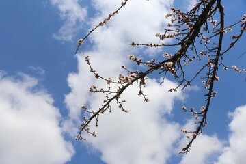 Albaricoques en flor en Bukán 
