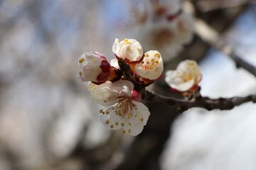 Albaricoques en flor en Bukán 
