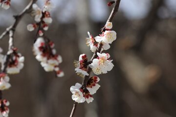 Albaricoques en flor en Bukán 
