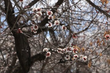 Albaricoques en flor en Bukán 
