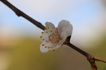 Albaricoques en flor en Bukán 
