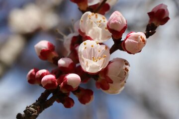 Albaricoques en flor en Bukán 
