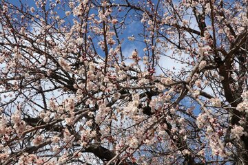 Albaricoques en flor en Bukán 
