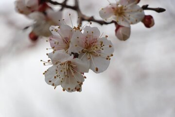 Albaricoques en flor en Bukán 
