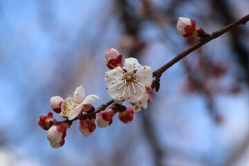 Albaricoques en flor en Bukán 
