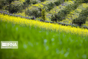 Primavera en Mazandarán 