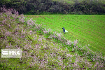 Primavera en Mazandarán 