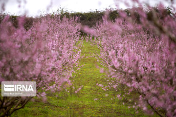 Primavera en Mazandarán 