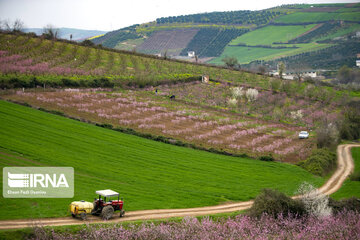 Primavera en Mazandarán 