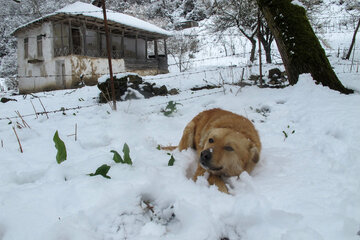 برف بهاری و چهره زمستانی گیلان