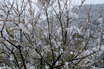 伊朗吉兰省村庄迎来春雪风景美如画