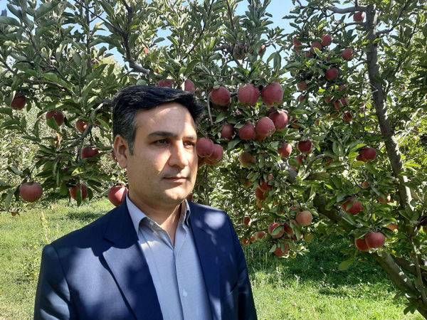 اشتغال زایی ۴۳ هزار نفری سیب مراغه 