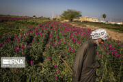 Iran : récolte de fleurs dans la ville de Hamidiyeh au sud