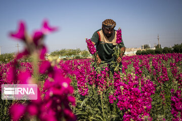 Iran : récolte de fleurs dans la ville de Hamidiyeh au sud