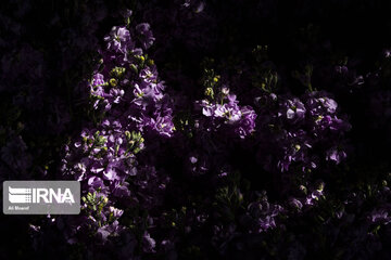 Iran : récolte de fleurs dans la ville de Hamidiyeh au sud