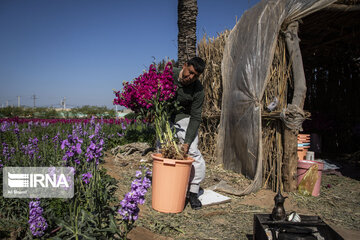 Iran : récolte de fleurs dans la ville de Hamidiyeh au sud