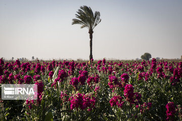 Iran : récolte de fleurs dans la ville de Hamidiyeh au sud