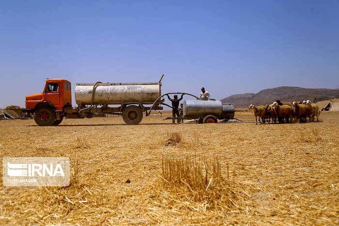 خشکسالی ۷۰میلیارد تومان به عشایر استان بوشهر خسارت وارد کرد
