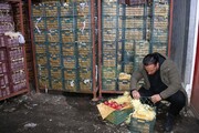 مردم کرمانشاه میوه شب عید خود را از طریق سامانه بازرگام تهیه کنند
