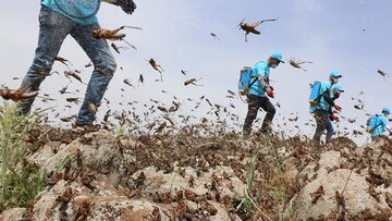 مبارزه با ملخ های صحرایی در ایلام آغاز شد