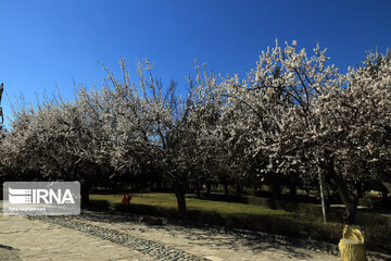 Colorful blossoms in Western Iran