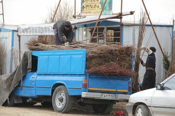 میاندوآب‌ قطب تولید نهال در کشور