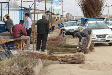 میاندوآب‌ قطب تولید نهال در کشور