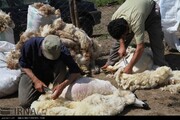 امسال هزار و ۶۰۰ تن پشم گوسفندان عشایر ایلام برداشت می شود