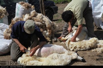 امسال هزار و ۶۰۰ تن پشم گوسفندان عشایر ایلام برداشت می شود