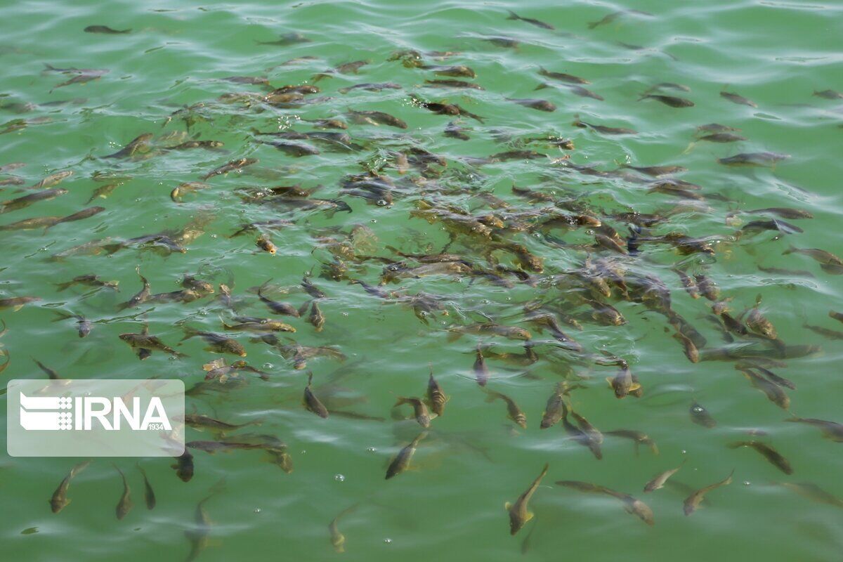 ۳۰۰هزار بچه ماهی در تالاب بین‌المللی هورالعظیم رهاسازی شد