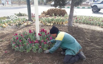 یک میلیون بوته انواع گل در همدان کاشته شد