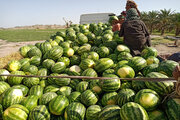 ۶ هزار و ۵۰۰ تُن هندوانه از مرز رازی خوی صادر شد