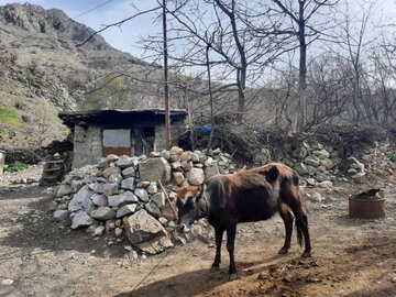 طبیعت زیبای یکی از روستاهای مرزی سردشت در آغاز فصل بهار