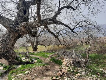 طبیعت زیبای یکی از روستاهای مرزی سردشت در آغاز فصل بهار