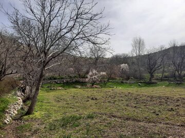 طبیعت زیبای یکی از روستاهای مرزی سردشت در آغاز فصل بهار