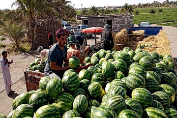 آغاز برداشت هندوانه از مزارع دلگان