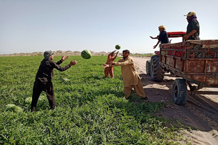 هندوانه میناب زینتبخش سفره یلدایی ایرانیان/تامین نیاز بازارهای داخلی و صادرات